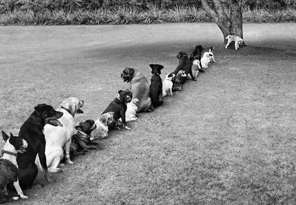 ian dunbar house training