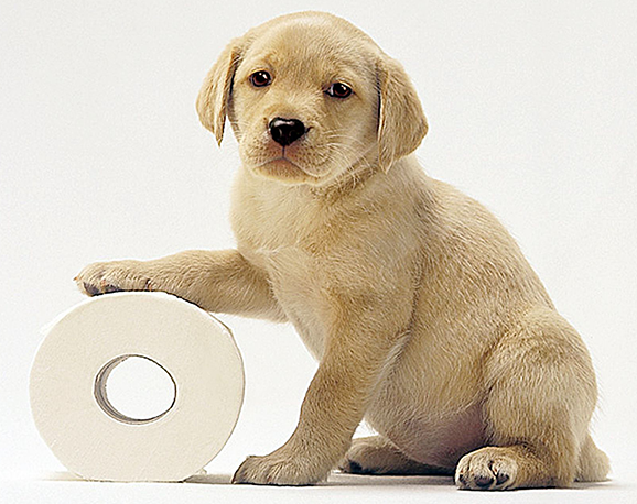 house training a golden retriever puppy