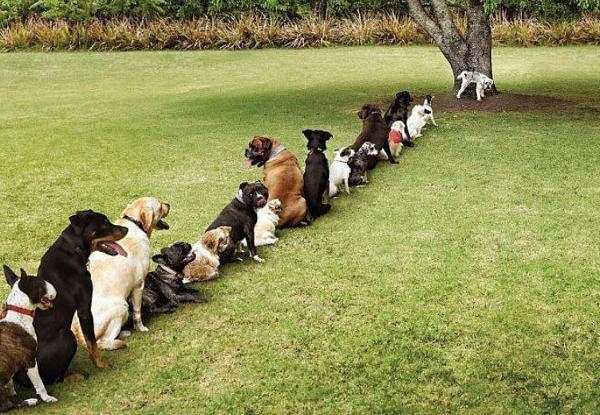 ian dunbar crate training